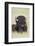 Buffalo-DLILLC-Framed Photographic Print