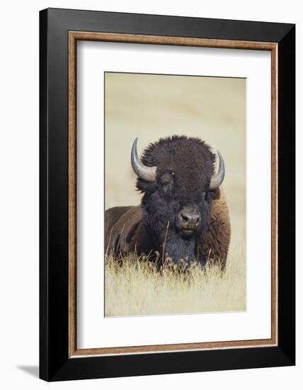 Buffalo-DLILLC-Framed Photographic Print