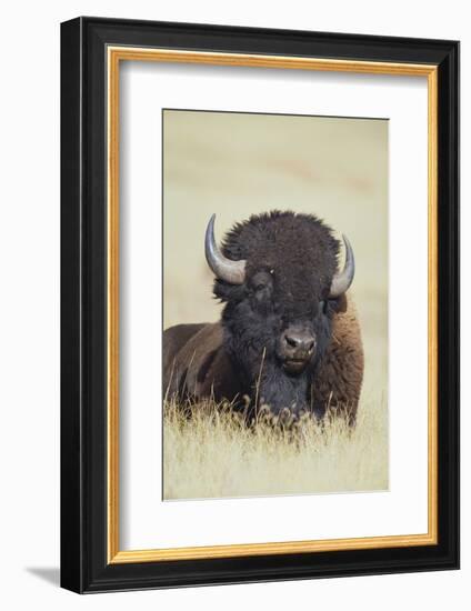 Buffalo-DLILLC-Framed Photographic Print