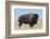 Buffalo-DLILLC-Framed Photographic Print