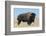 Buffalo-DLILLC-Framed Photographic Print