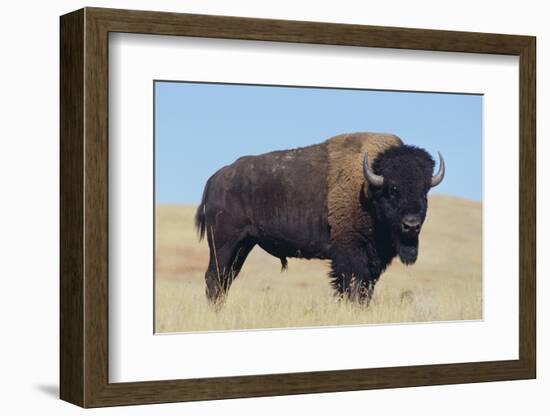 Buffalo-DLILLC-Framed Photographic Print