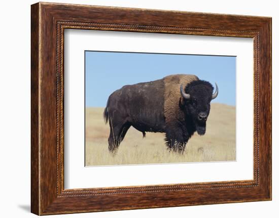 Buffalo-DLILLC-Framed Photographic Print