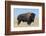 Buffalo-DLILLC-Framed Photographic Print