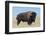 Buffalo-DLILLC-Framed Photographic Print