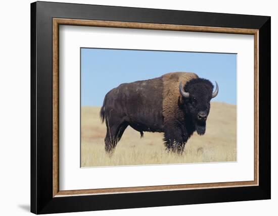 Buffalo-DLILLC-Framed Photographic Print