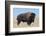 Buffalo-DLILLC-Framed Photographic Print