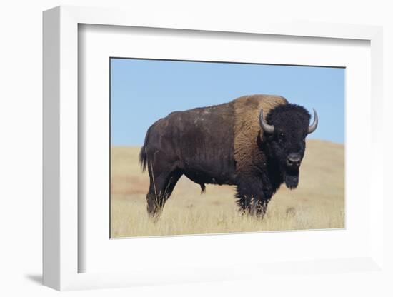 Buffalo-DLILLC-Framed Photographic Print