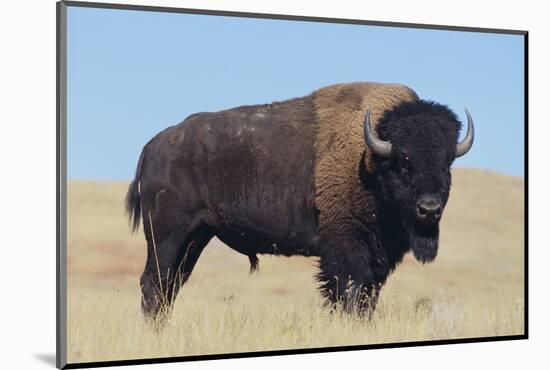 Buffalo-DLILLC-Mounted Photographic Print