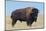 Buffalo-DLILLC-Mounted Photographic Print