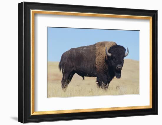 Buffalo-DLILLC-Framed Photographic Print