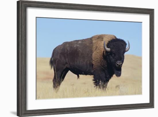 Buffalo-DLILLC-Framed Photographic Print