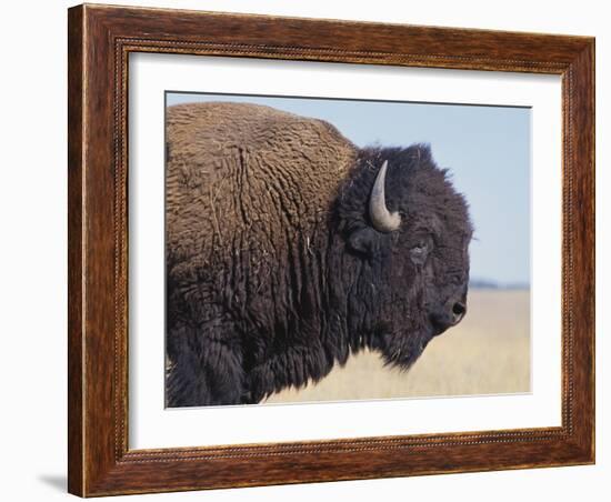 Buffalo-DLILLC-Framed Photographic Print