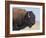 Buffalo-DLILLC-Framed Photographic Print