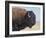 Buffalo-DLILLC-Framed Photographic Print