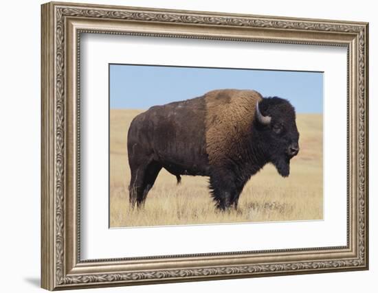 Buffalo-DLILLC-Framed Photographic Print