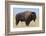 Buffalo-DLILLC-Framed Photographic Print