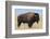 Buffalo-DLILLC-Framed Photographic Print