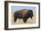 Buffalo-DLILLC-Framed Photographic Print