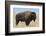 Buffalo-DLILLC-Framed Photographic Print