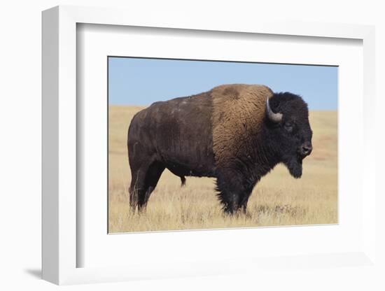 Buffalo-DLILLC-Framed Photographic Print