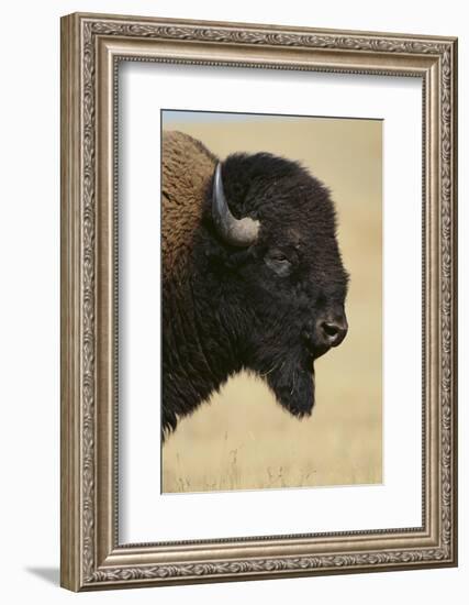 Buffalo-DLILLC-Framed Photographic Print