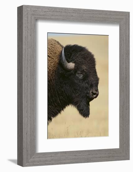 Buffalo-DLILLC-Framed Photographic Print