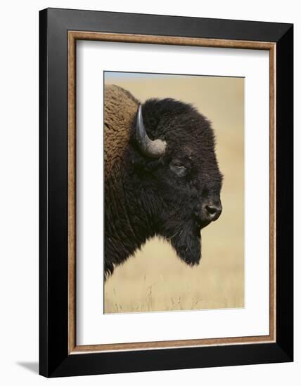 Buffalo-DLILLC-Framed Photographic Print