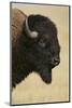 Buffalo-DLILLC-Mounted Photographic Print