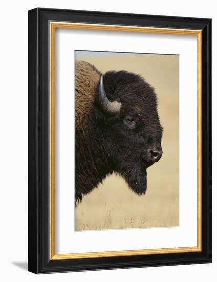 Buffalo-DLILLC-Framed Photographic Print