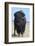 Buffalo-DLILLC-Framed Photographic Print