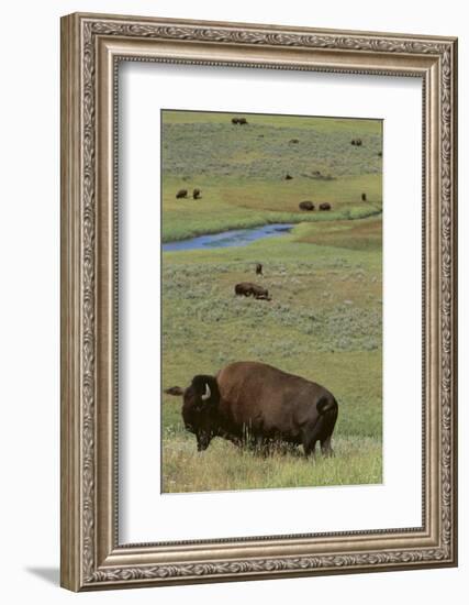 Buffalo-DLILLC-Framed Photographic Print