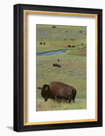 Buffalo-DLILLC-Framed Photographic Print