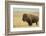 Buffalo-DLILLC-Framed Photographic Print