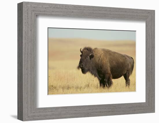 Buffalo-DLILLC-Framed Photographic Print