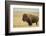 Buffalo-DLILLC-Framed Photographic Print