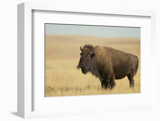 Buffalo-DLILLC-Framed Photographic Print