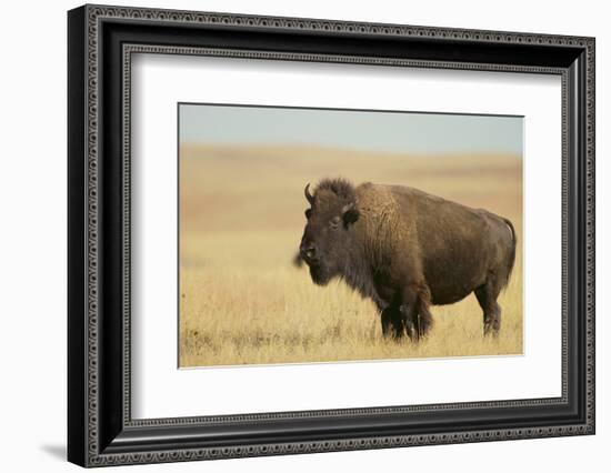 Buffalo-DLILLC-Framed Photographic Print