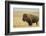 Buffalo-DLILLC-Framed Photographic Print