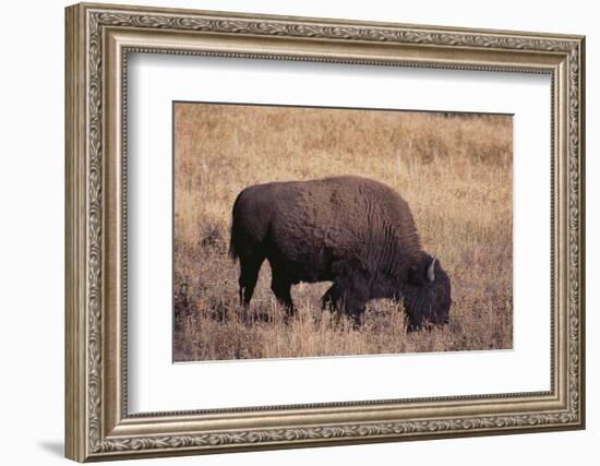 Buffalo-DLILLC-Framed Photographic Print