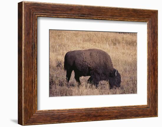 Buffalo-DLILLC-Framed Photographic Print