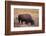 Buffalo-DLILLC-Framed Photographic Print