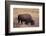 Buffalo-DLILLC-Framed Photographic Print