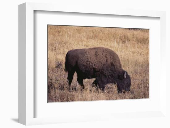 Buffalo-DLILLC-Framed Photographic Print