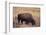 Buffalo-DLILLC-Framed Photographic Print