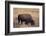 Buffalo-DLILLC-Framed Photographic Print