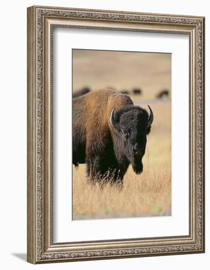 Buffalo-DLILLC-Framed Photographic Print