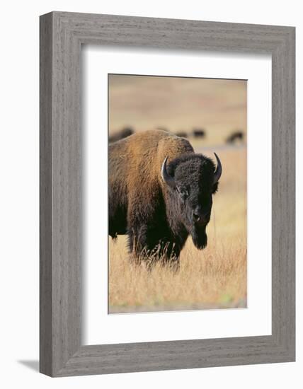 Buffalo-DLILLC-Framed Photographic Print