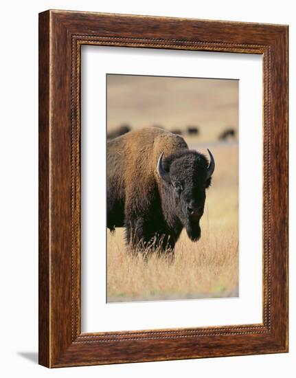 Buffalo-DLILLC-Framed Photographic Print