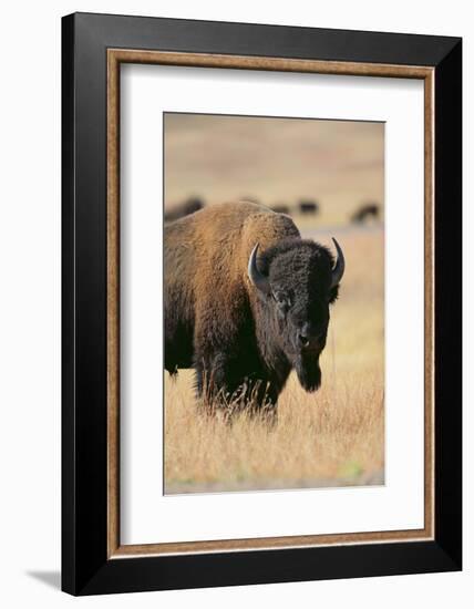 Buffalo-DLILLC-Framed Photographic Print